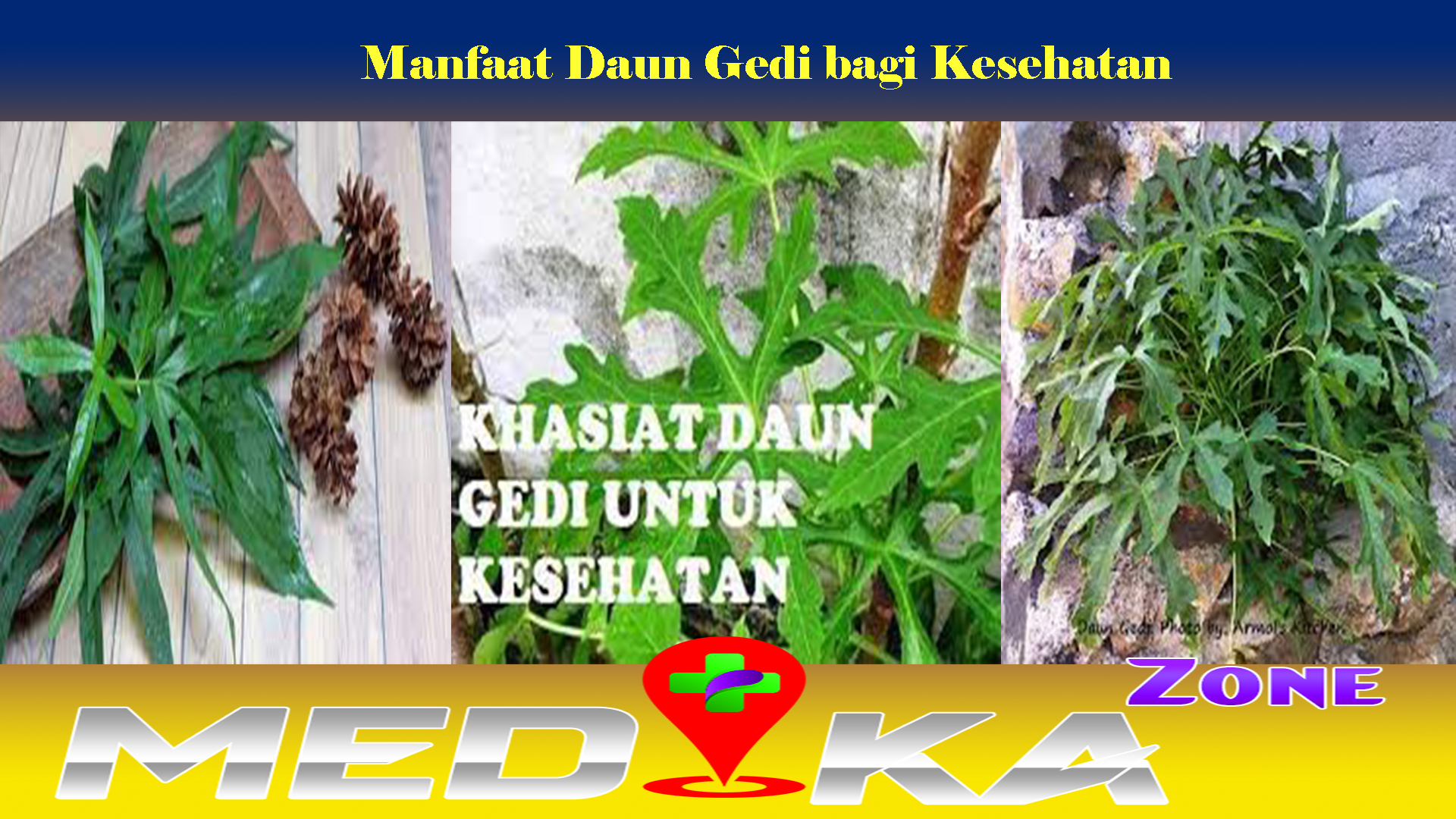 Manfaat Daun Gedi bagi Kesehatan