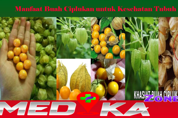 Manfaat Buah Ciplukan untuk Kesehatan Tubuh