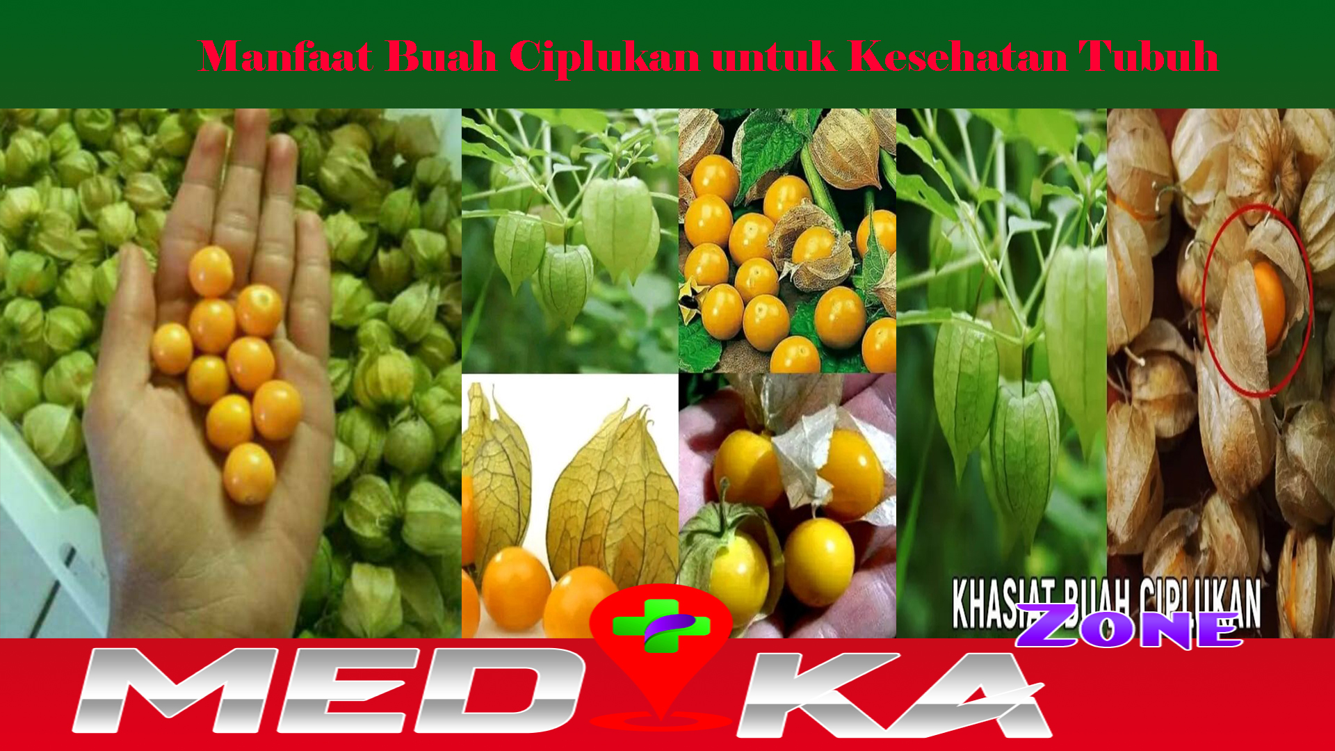 Manfaat Buah Ciplukan untuk Kesehatan Tubuh