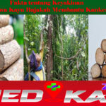 Fakta tentang Keyakinan Bahwa Kayu Bajakah Membantu Kanker