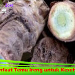 4 Manfaat Temu Ireng untuk Kesehatan