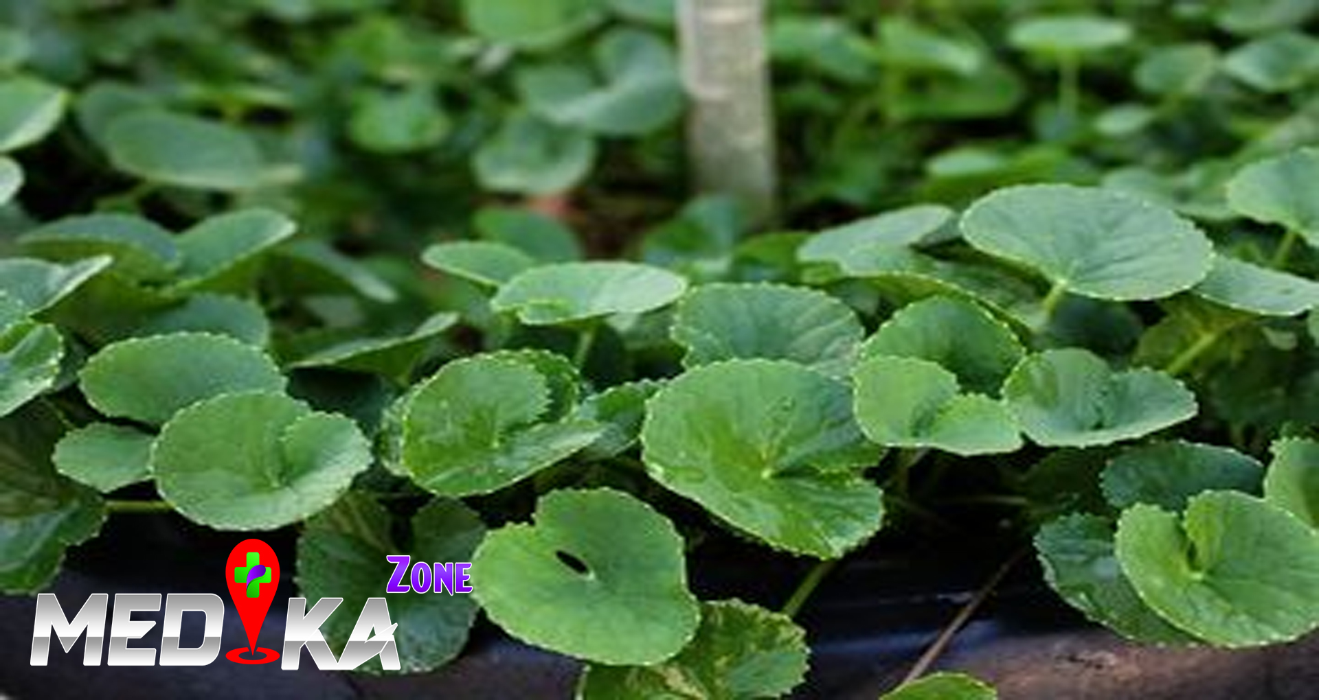 Manfaat Luar Biasa Daun Pegagan untuk Kesehatan Kulit
