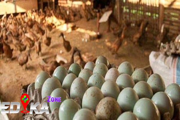 Kelebihan dan Kekurangan Telur Bebek bagi Kesehatan