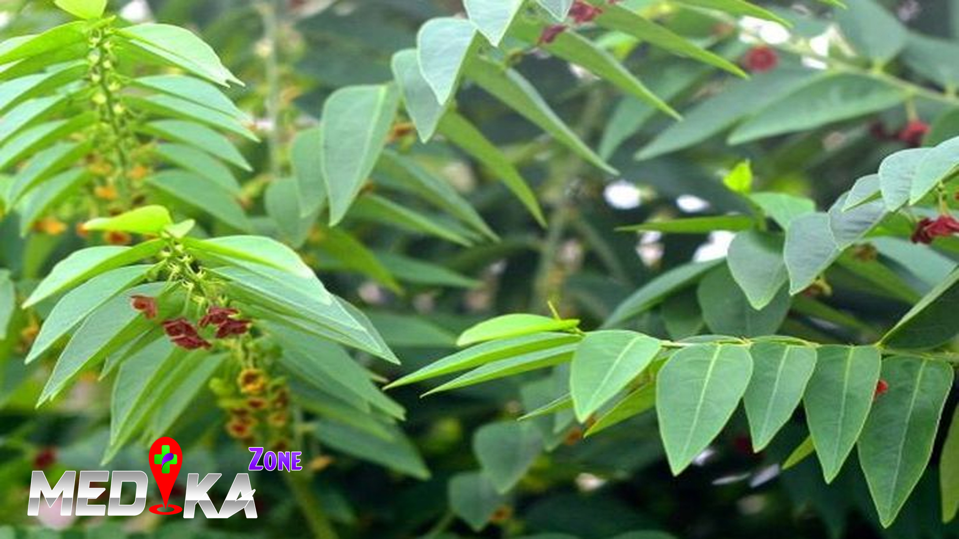 5 Manfaat Daun Katuk bagi Kesehatan